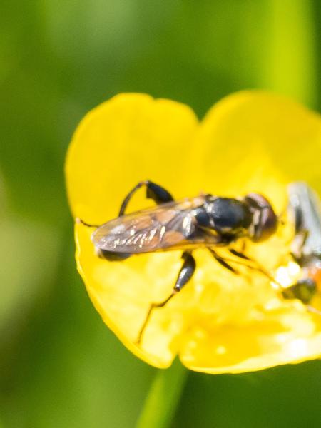Moeraszweefvlieg (Tropidia scita)